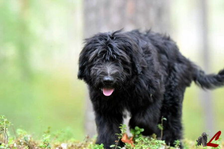 Cucciolo Lupercali Pastore Bergamasco