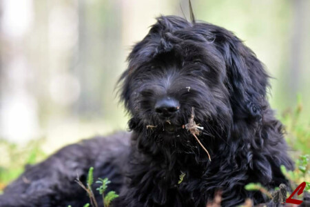 Cucciolo Lupercali Pastore Bergamasco