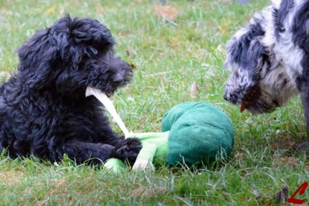 Cucciolo di Cane da Pastore Bergamasco
