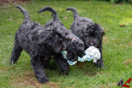 Cucciolo di Cane da Pastore Bergamasco