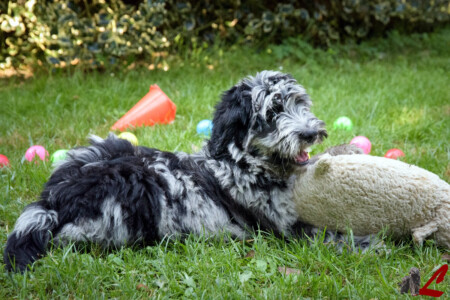 Cucciolo di Cane da Pastore Bergamasco