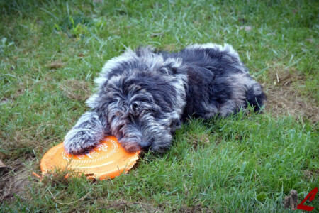 Cucciolo di Cane da Pastore Bergamasco