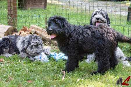 Cucciolo di Cane da Pastore Bergamasco