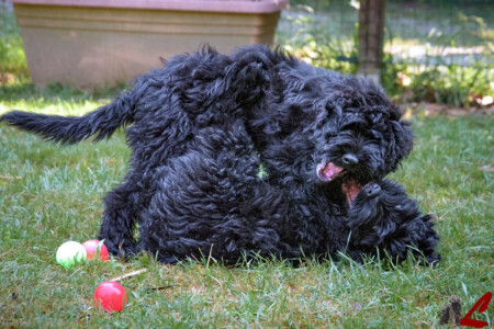 Cucciolo di Cane da Pastore Bergamasco