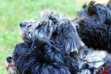 Cucciolo di Cane da Pastore Bergamasco