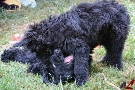 Cucciolo di Cane da Pastore Bergamasco