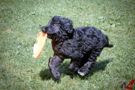 Cucciolo di Cane da Pastore Bergamasco