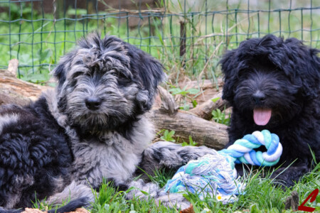 Cucciolo di Cane da Pastore Bergamasco