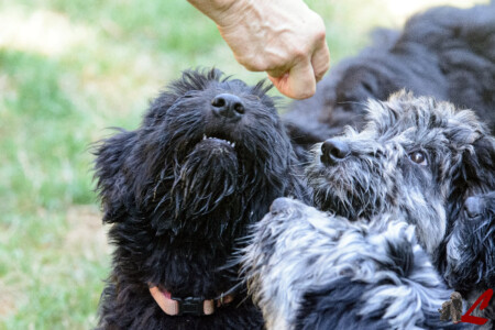 Cucciolo di Cane da Pastore Bergamasco