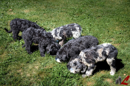 Cucciolo di Cane da Pastore Bergamasco