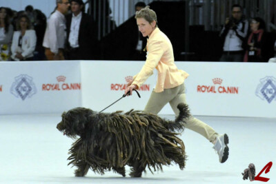 Esposizione Mondiale Milano 2015 Expo Mondiale Milano 2015 MultiCh. Rukmini dei Lupercali - CAC CACIB BOB 3° BEST RAZZE ITALIANE