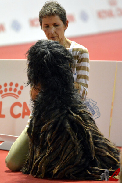 Expo Mondiale Milanoo 2015 Expo Mondiale Milano 2015 MultiCh. Rukmini dei Lupercali - CAC CACIB BOB 3° BEST RAZZE ITALIANE