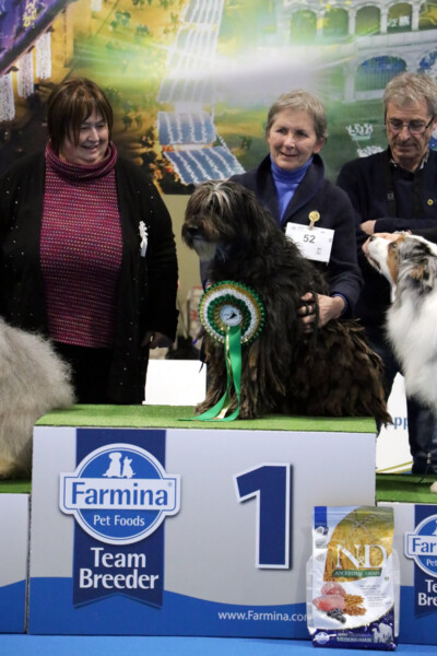 Esposizione Naz. Sondrio 2024 Esposizione Naz. Sondrio 2024 Ch. It. Saga dei Lupercali CAC BOB Best I Gruppo