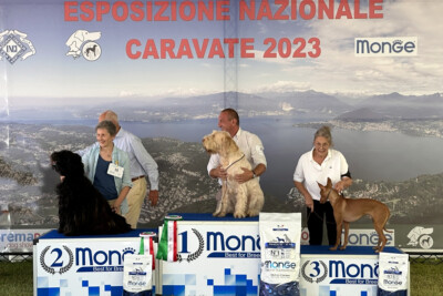 Esposizione Naz. Caravate 2023 Esposizione Naz. Caravate 2023 Morrigan dei Lupercali CAC BOB Best Razze Italiane