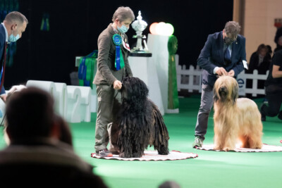 Insubria Winner 2021 Insubria Winner 2021 Ishtaran dei Lupercali 3° BIG