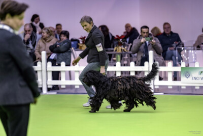 ENCI Winner 2022 ENCI Winner 2022 Qadesh dei Lupercali CAMPIONE ITALIANO DI BELLEZZA e LATIN WINNER 2022