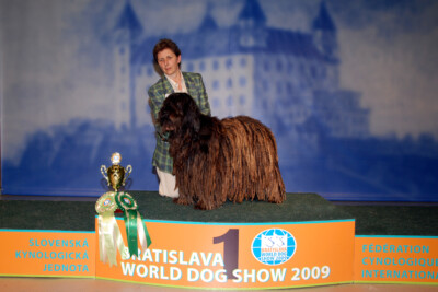 Ch. Italiano - Ch. Mondiale - Ch. Riproduttore - Ch. Europeo - Ch. Internazionale - Med. W. 10 Acis dei Lupercali Ch. Italiano - Ch. Mondiale - Ch. Riproduttore - Ch. Europeo - Ch. Internazionale - Med. W. 10 Acis dei Lupercali