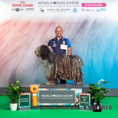 Ch. Mondiale - Ch. Italiano Bibli dei Lupercali Ch. Mondiale - Ch. Italiano Bibli dei Lupercali