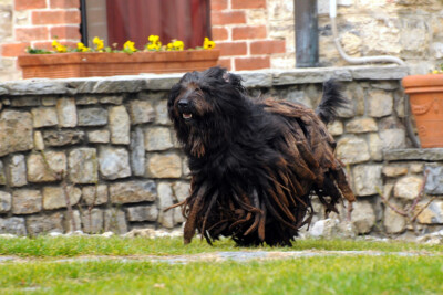 Ch. Italiano - Ch. Internazionale Hido dei Lupercali Ch. Italiano - Ch. Internazionale Hido dei Lupercali