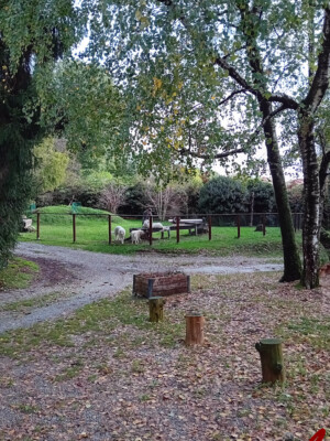 Pensione per cani Lupercali - Fino Mornasco - Como