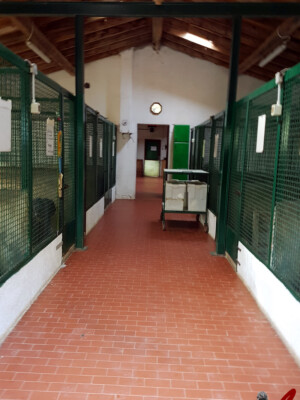 Pensione per cani Lupercali - Fino Mornasco - Como