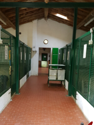 Pensione per cani Lupercali - Fino Mornasco - Como
