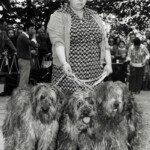 Carla Mariani Allevamento dei Lupercali anni '50 Carla Mariani Allevamento dei Lupercali anni '50