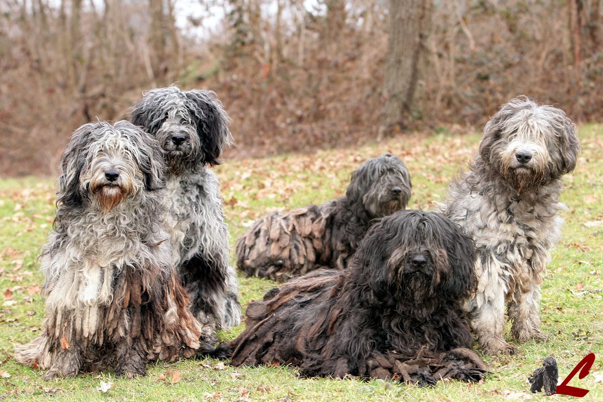 Allevamento Cane da Pastore Bergamasco